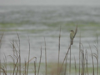 Mon, 5/20/2024 Birding report at Yatsu-higata