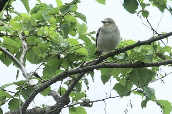 コムクドリ 八ヶ岳自然文化園 2024年5月19日(日)