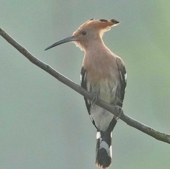 ヤツガシラ Khao Ko National Park 2024年4月16日(火)