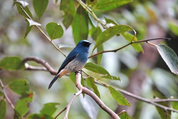 2024年2月27日(火) キナバル公園の野鳥観察記録