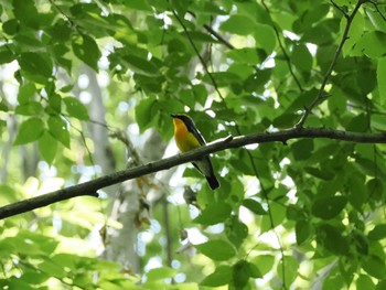 Tue, 5/21/2024 Birding report at 大町自然観察園