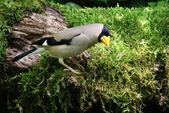 イカル 丸火自然公園 2024年5月21日(火)