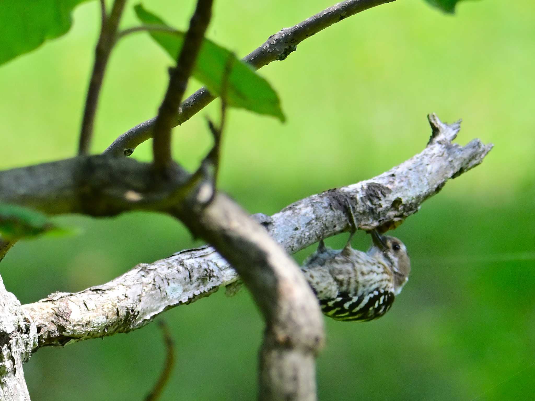 木の枝の中の虫をほじくって！？います by 仁者楽山