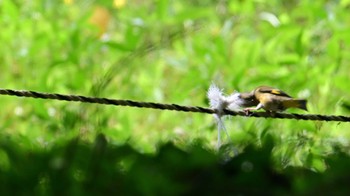 カワラヒワ 馬見丘陵公園 2024年5月3日(金)