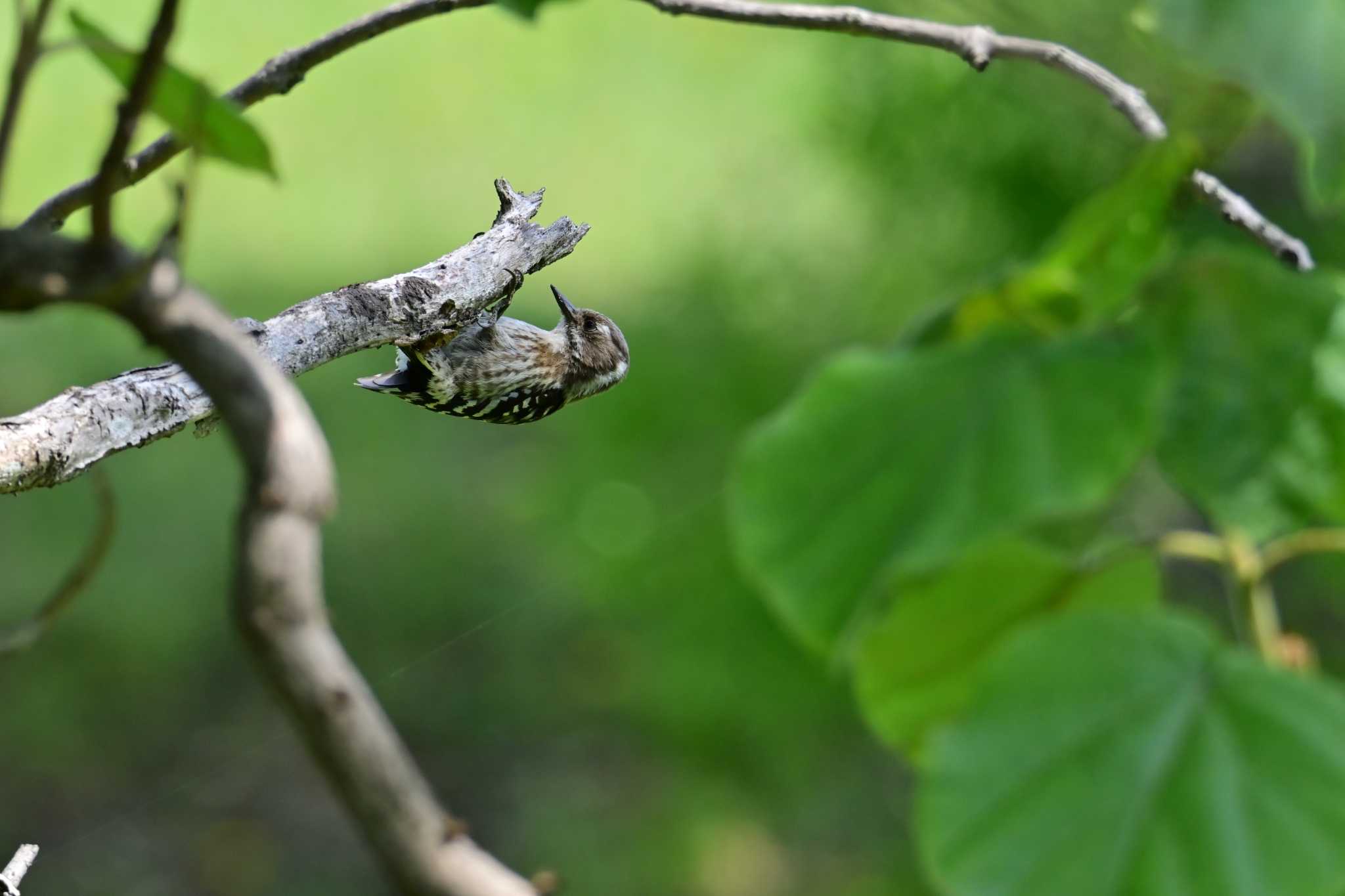 木の枝の中の虫を見定めています by 仁者楽山