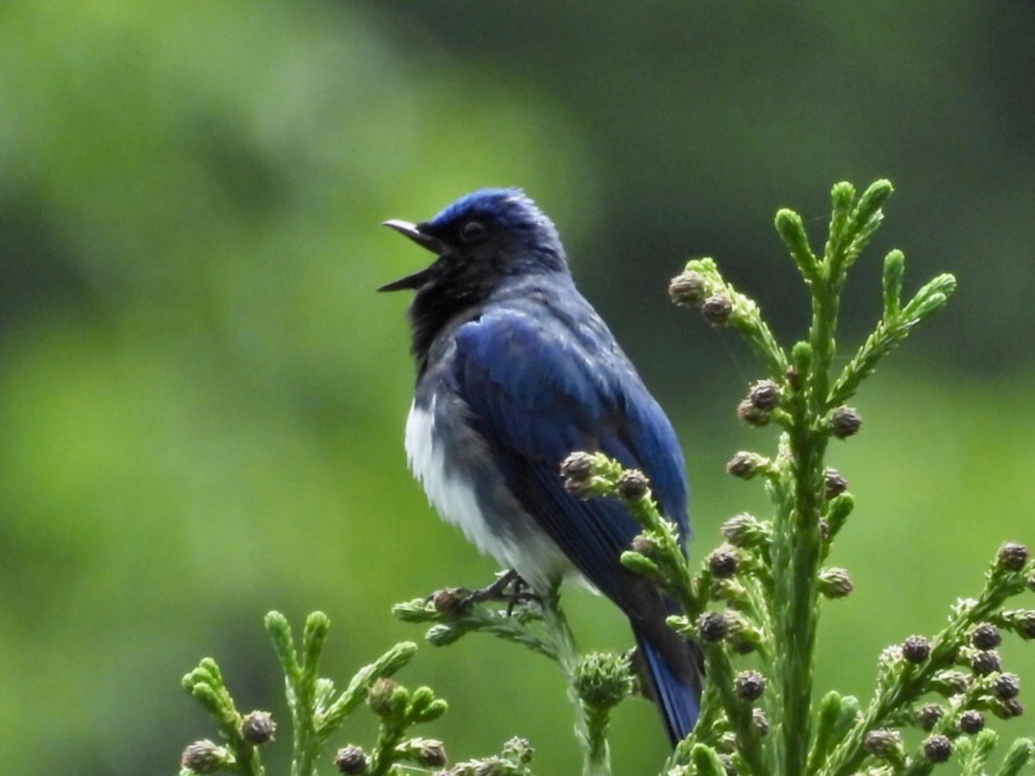 Photo of Blue-and-white Flycatcher at 日向渓谷 by j.aki