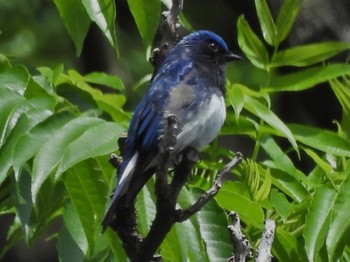 Blue-and-white Flycatcher 日向渓谷 Wed, 5/22/2024