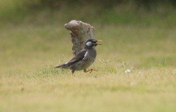 2024年5月22日(水) 稲毛海浜公園の野鳥観察記録