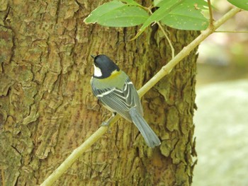 Japanese Tit 山田池公園 Wed, 5/22/2024