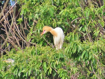 2024年5月22日(水) 奈良市の野鳥観察記録