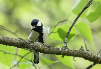 Japanese Tit 八ヶ岳自然文化園 Sun, 5/19/2024