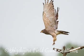 サシバ 石垣島 2019年1月8日(火)