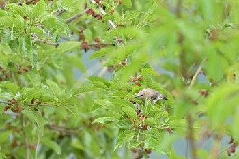 コムクドリ 笛吹市 2024年5月22日(水)