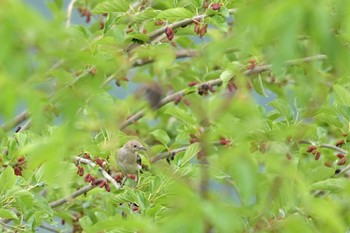 コムクドリ 笛吹市 2024年5月22日(水)