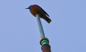 Blue Rock Thrush 生野区 Wed, 5/22/2024