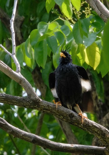 2024年5月15日(水) Wachirabenchathat Park(Suan Rot Fai)の野鳥観察記録