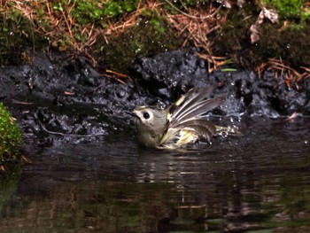 Tue, 5/21/2024 Birding report at Okuniwaso(Mt. Fuji)