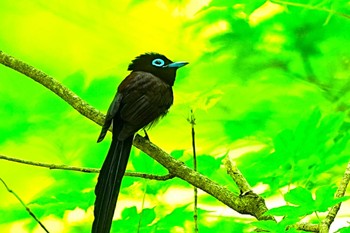 サンコウチョウ 栃木県民の森 2024年5月18日(土)