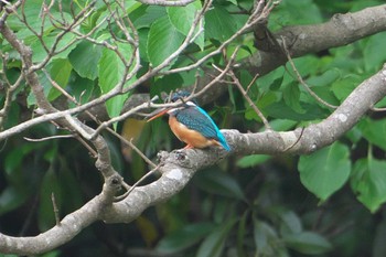 Common Kingfisher 池子の森自然公園 Wed, 5/22/2024