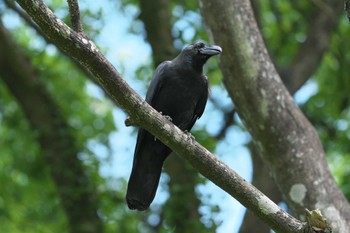 Large-billed Crow 池子の森自然公園 Wed, 5/22/2024