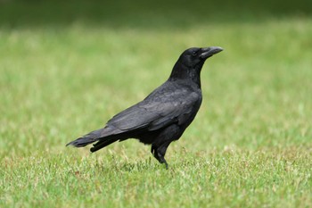 Carrion Crow 池子の森自然公園 Wed, 5/22/2024