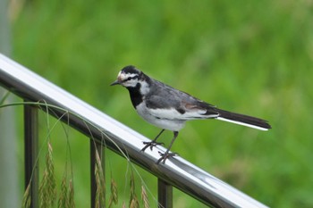 White Wagtail 池子の森自然公園 Wed, 5/22/2024
