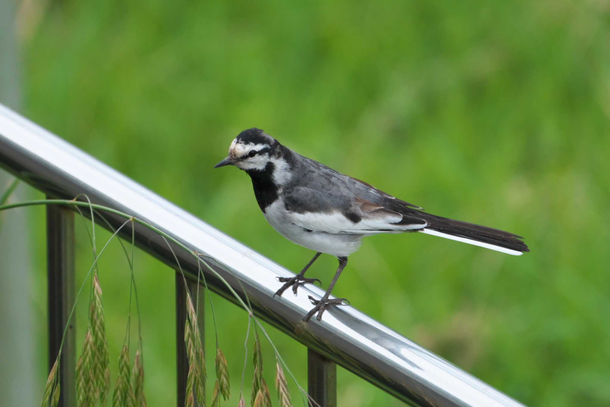 White Wagtail