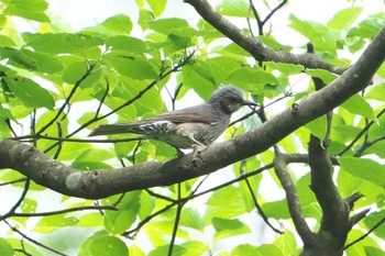 Brown-eared Bulbul 池子の森自然公園 Wed, 5/22/2024