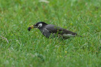 White-cheeked Starling 池子の森自然公園 Wed, 5/22/2024