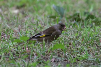 Grey-capped Greenfinch 池子の森自然公園 Wed, 5/22/2024