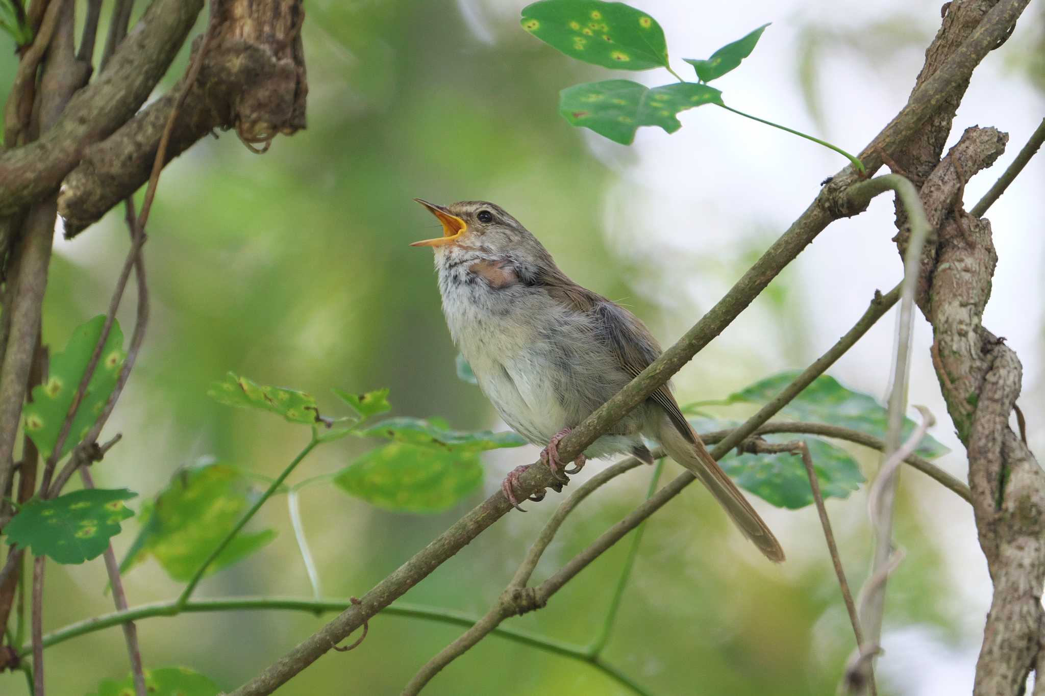 Photo of Japanese Bush Warbler at 池子の森自然公園 by Y. Watanabe