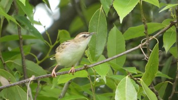 2024年5月22日(水) 奈良県の野鳥観察記録