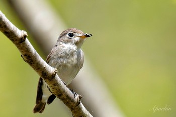 Asian Brown Flycatcher 北杜市 Mon, 4/29/2024