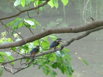 Common Kingfisher じゅん菜池緑地(蓴菜池緑地) Wed, 5/22/2024