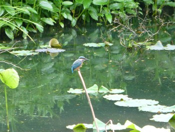 Common Kingfisher じゅん菜池緑地(蓴菜池緑地) Wed, 5/22/2024