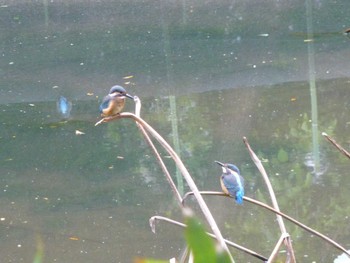 Common Kingfisher じゅん菜池緑地(蓴菜池緑地) Wed, 5/22/2024