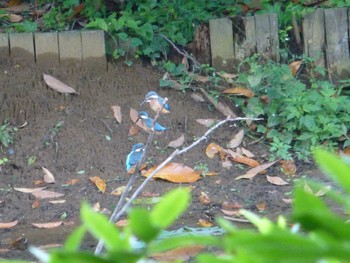 Common Kingfisher じゅん菜池緑地(蓴菜池緑地) Wed, 5/22/2024