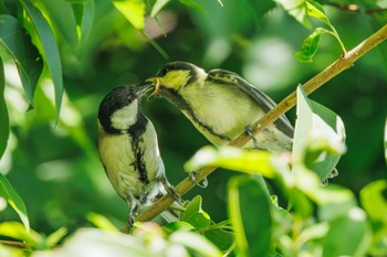 Japanese Tit 家の近所 Fri, 5/17/2024