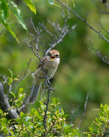 Bull-headed Shrike 彩湖・道満グリーンパーク Wed, 5/22/2024