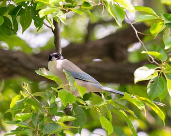 2024年5月22日(水) 彩湖・道満グリーンパークの野鳥観察記録