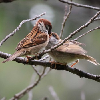 2024年5月22日(水) 都内の野鳥観察記録