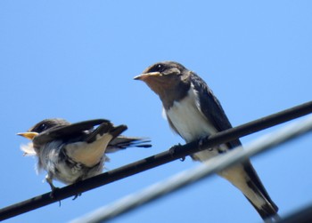 2024年5月21日(火) 杁ヶ池公園の野鳥観察記録