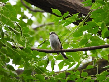 Tue, 5/21/2024 Birding report at Higashitakane Forest park