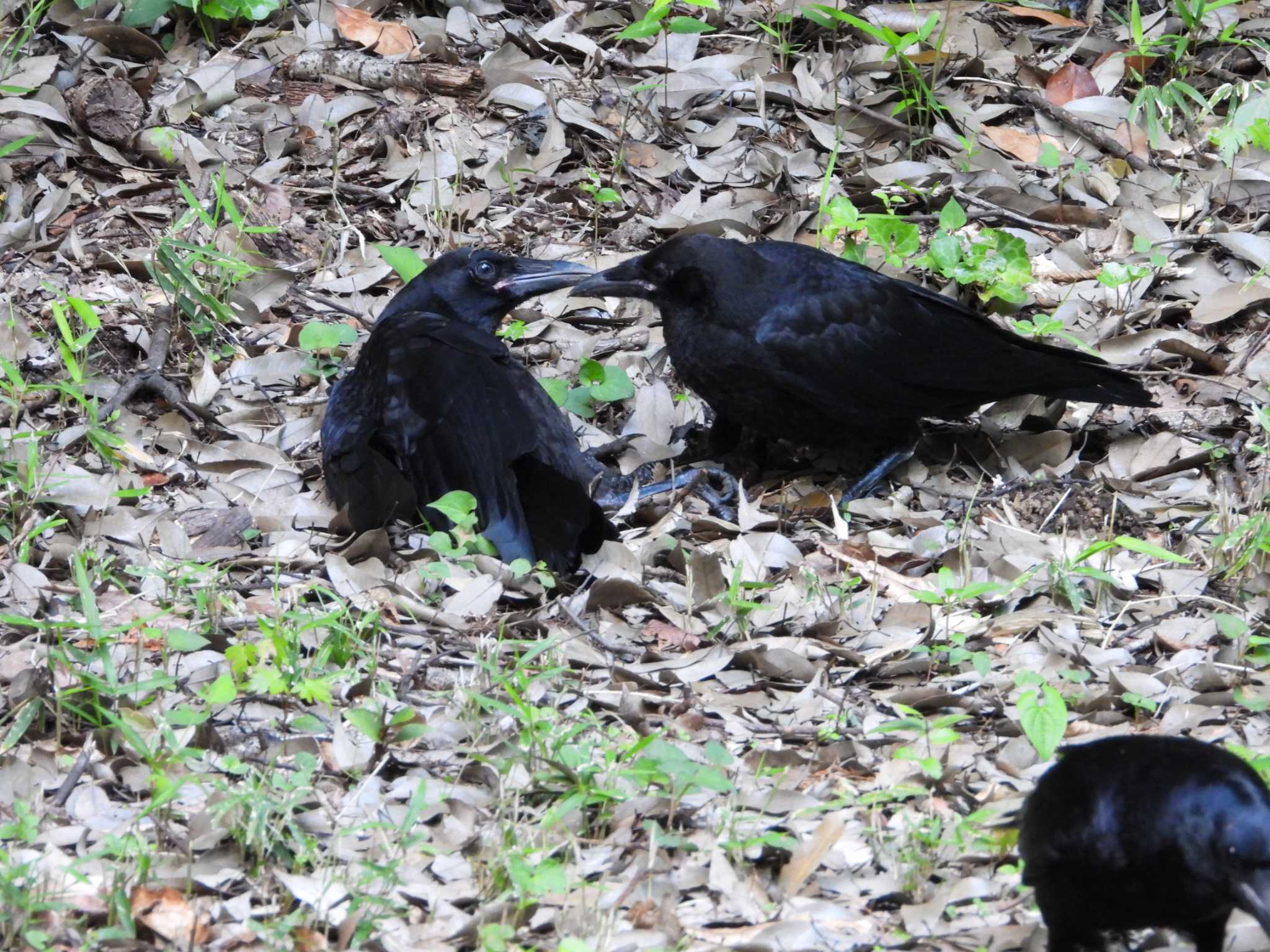 Photo of Carrion Crow at Higashitakane Forest park by ヨシテル