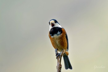 Varied Tit 北杜市 Mon, 4/29/2024