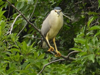 2024年5月22日(水) 石神井公園の野鳥観察記録