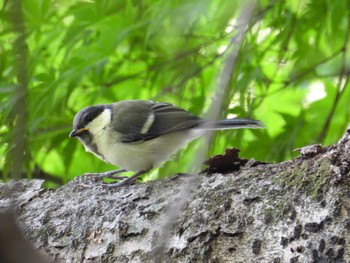 Japanese Tit Shakujii Park Wed, 5/22/2024