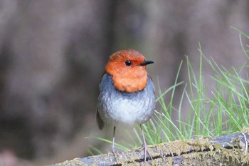 Sun, 5/19/2024 Birding report at 井戸湿原