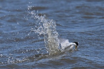 Little Tern Kasai Rinkai Park Fri, 5/10/2024