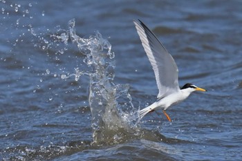 Little Tern Kasai Rinkai Park Fri, 5/10/2024